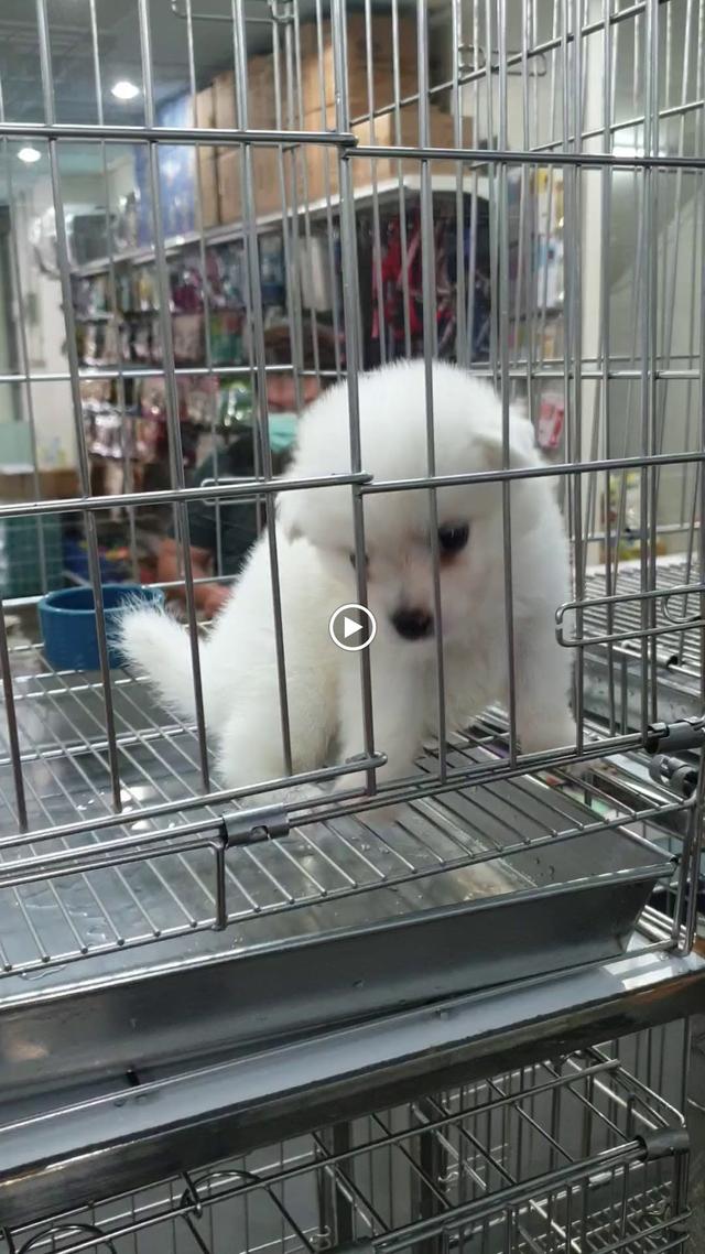 Photo of Cute Cute Pet Shop - Bukit Mertajam, Penang, Malaysia