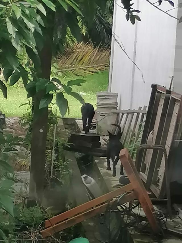 Photo of Department of Veterinary Services, Selangor State - Shah Alam, Selangor, Malaysia