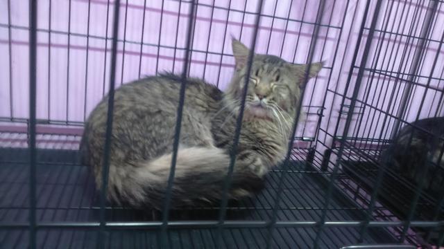 Photo of Dr. Meow Veterinary Clinic & Surgery - Shah Alam, Selangor, Malaysia