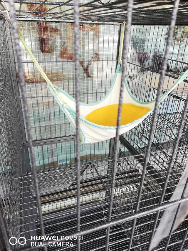 Photo of E PET SHOP @ Bandar Perda - Bukit Mertajam, Penang, Malaysia