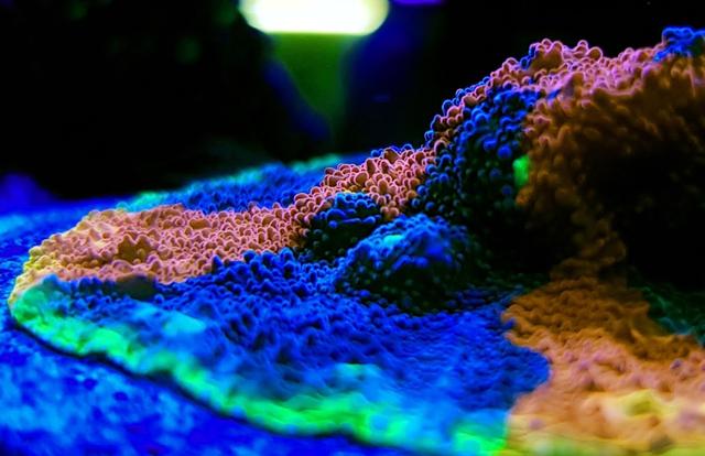 Photo of Eco Marine Aquarium Centre - Bukit Mertajam, Penang, Malaysia