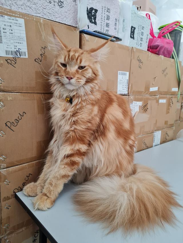 Photo of Felis CATus Shop - Shah Alam, Selangor, Malaysia