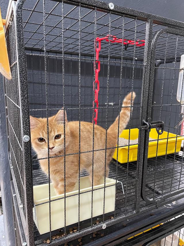 Photo of Grandeur Pets & Aquatics Puchong - Puchong, Selangor, Malaysia