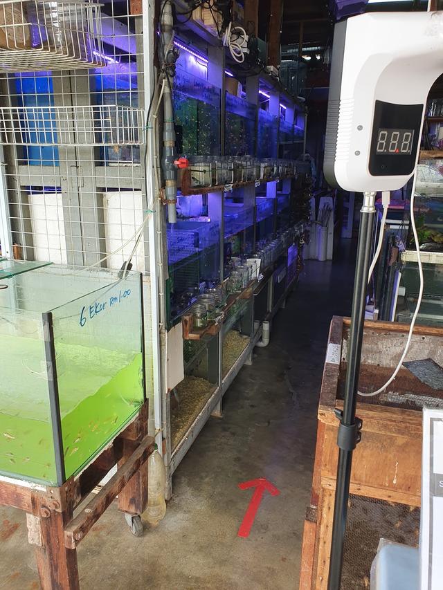 Photo of Greenwood Aquarium & Petshop - Kuala Lumpur, Kuala lumpur, Malaysia