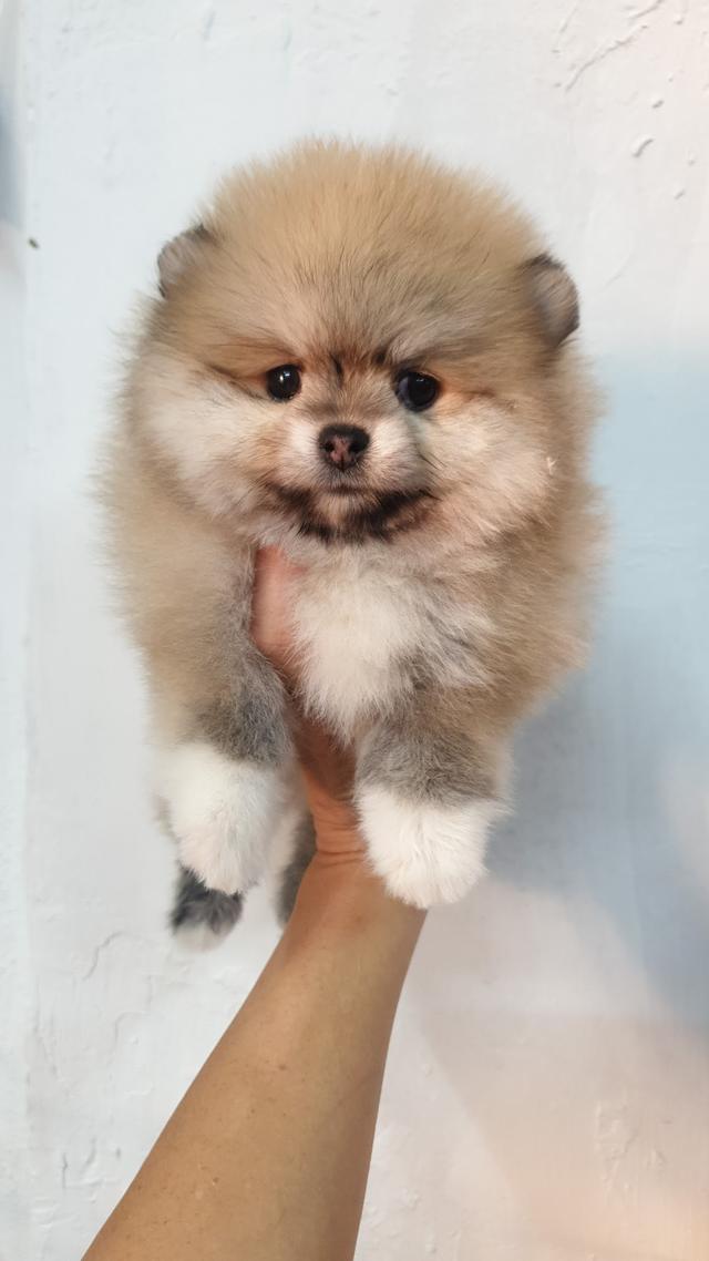 Photo of Happy Pets Wonderland - Shah Alam, Selangor, Malaysia