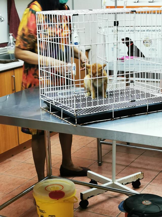 Photo of Holy Family Veterinary Clinic - Klang, Selangor, Malaysia