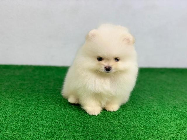 Photo of J & S KENNEL - Bukit Mertajam, Penang, Malaysia