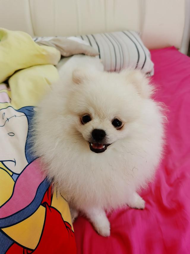 Photo of J & S KENNEL - Bukit Mertajam, Penang, Malaysia