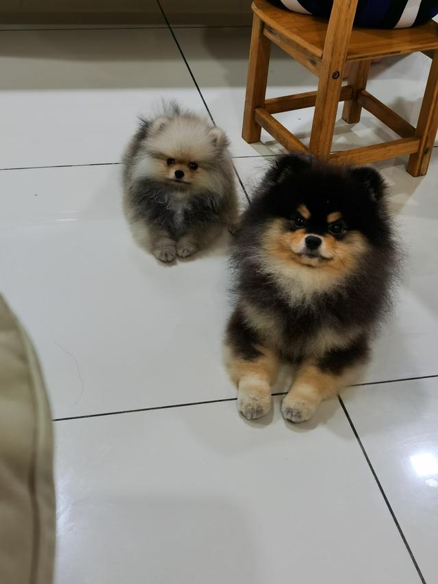 Photo of J & S KENNEL - Bukit Mertajam, Penang, Malaysia