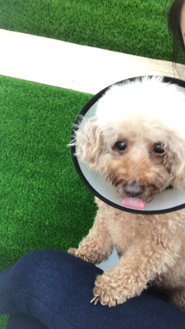 Photo of J Vet Animal Clinic - Bukit Mertajam, Penang, Malaysia