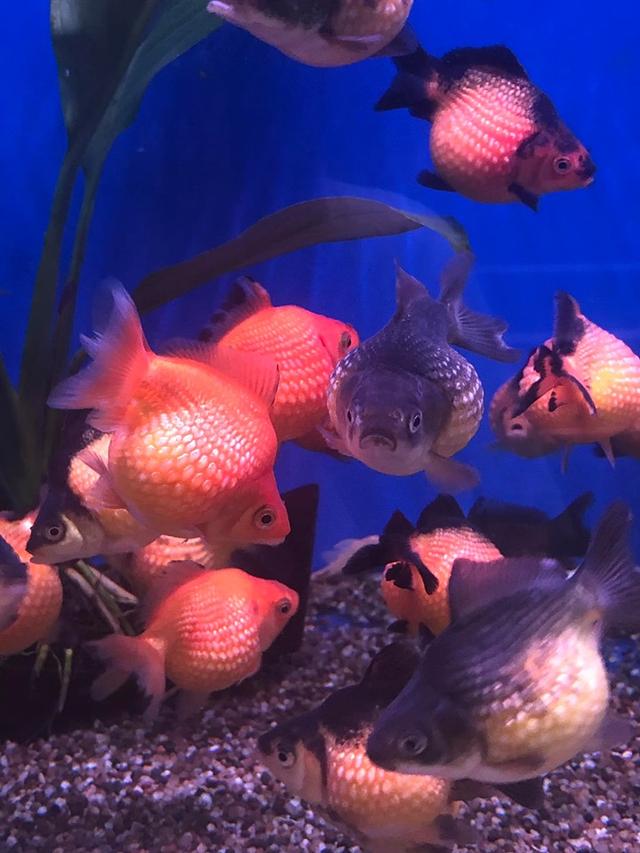 Photo of Kinpa Golden Wave Enterprise - Bukit Mertajam, Penang, Malaysia