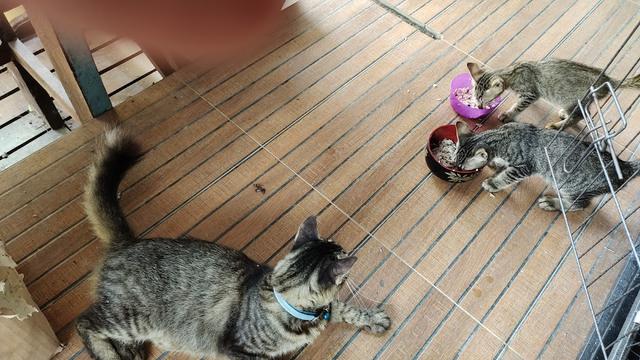 Photo of KITTY CAT CARE ENTERPRISE ( BRANCH SUNGAI DUA BUTTERWORTH) - Butterworth, Penang, Malaysia