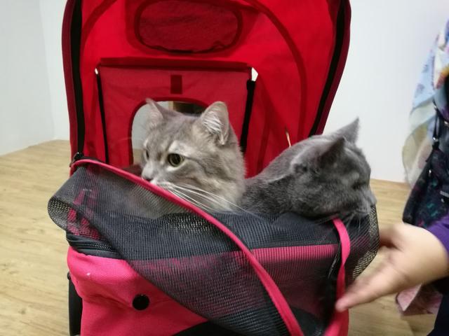 Photo of Kitty's Cottage Klinik Haiwan dan Surgeri BANDAR PUTERI KLANG - Klang, Selangor, Malaysia