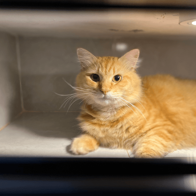 Photo of Kitty's Cottage Klinik Haiwan dan Surgeri BANDAR PUTERI KLANG - Klang, Selangor, Malaysia