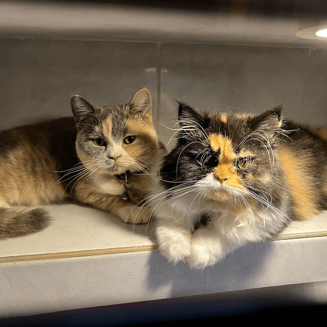 Photo of Kitty's Cottage Klinik Haiwan dan Surgeri BANDAR PUTERI KLANG - Klang, Selangor, Malaysia