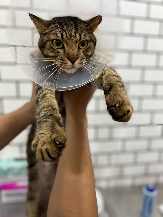 Photo of Kitty's Cottage Klinik Haiwan dan Surgeri SHAH ALAM - Shah Alam, Selangor, Malaysia