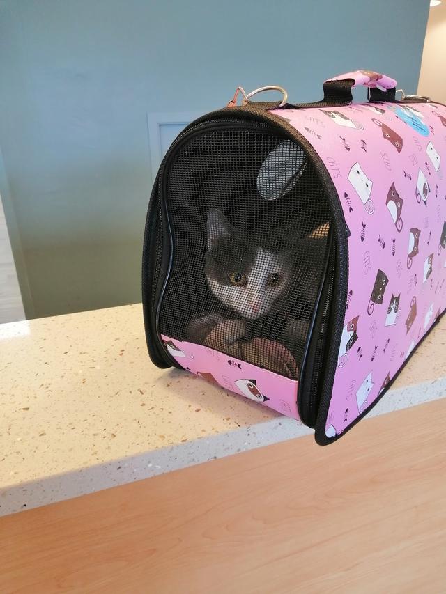 Photo of KLINIK HAIWAN iVET PETCARE Bukit Jelutong - Shah Alam, Selangor, Malaysia