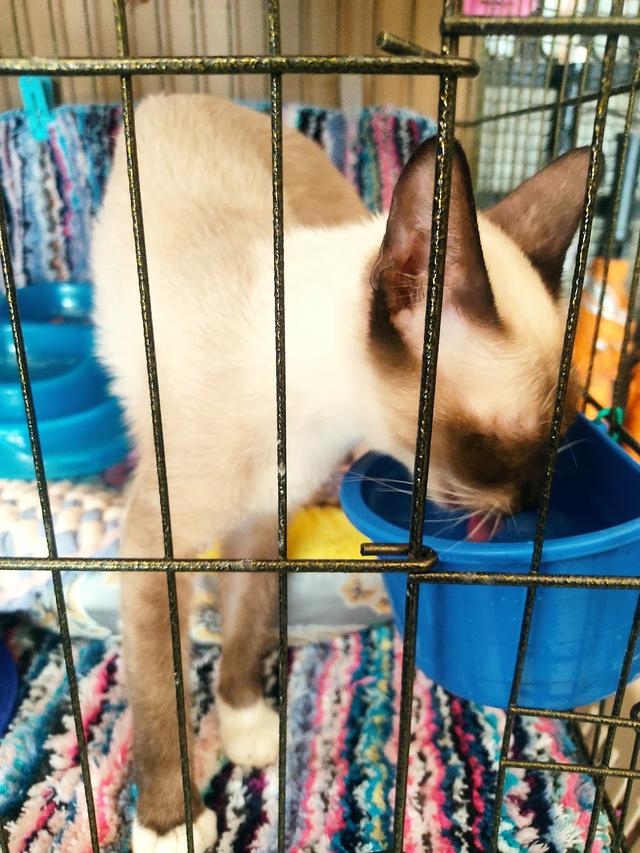 Photo of KLINIK HAIWAN iVET PETCARE Bukit Jelutong - Shah Alam, Selangor, Malaysia