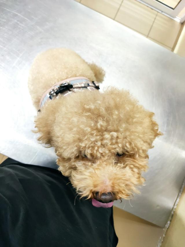 Photo of Klinik Haiwan Lian - Klang, Selangor, Malaysia