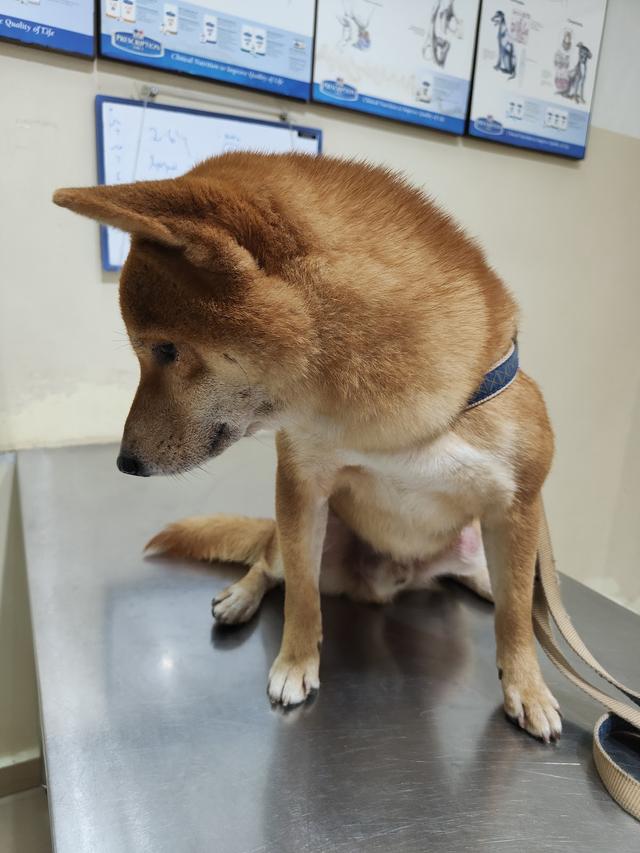 Photo of Klinik Haiwan Lian - Klang, Selangor, Malaysia