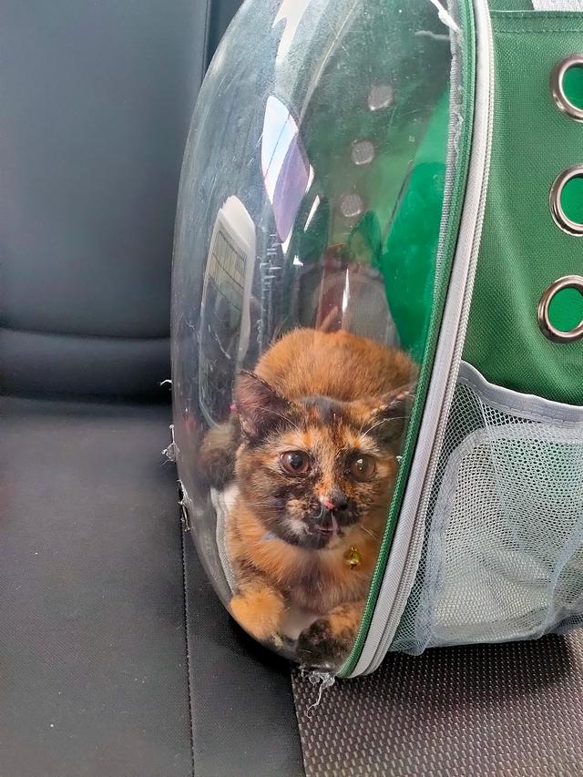 Photo of Klinik haiwan Vets & pets - Klang, Selangor, Malaysia