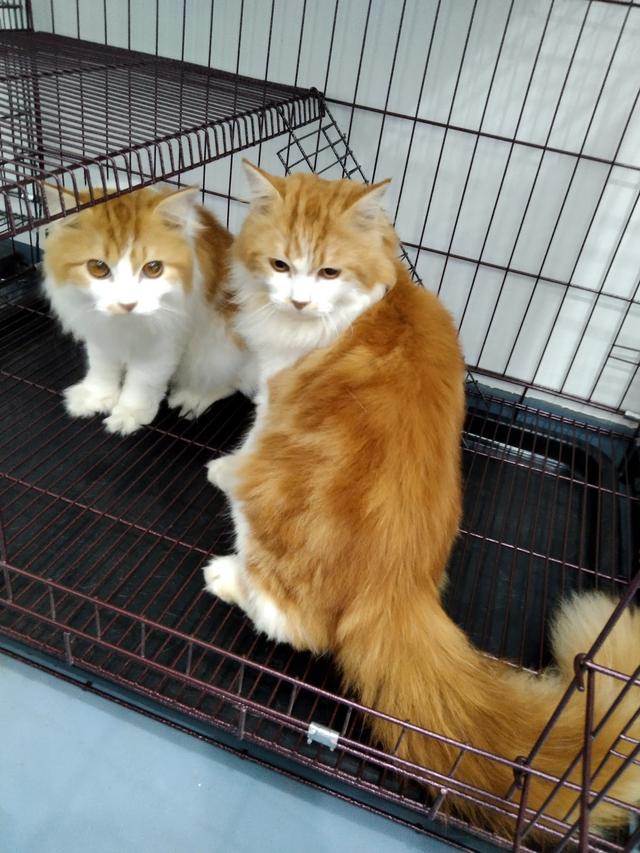 Photo of Klinik Veterinar Dan Surgeri Catspace - Klang, Selangor, Malaysia