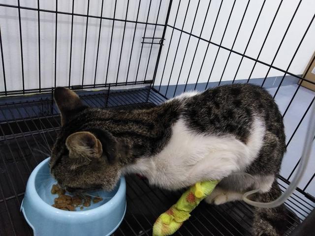 Photo of Klinik Veterinar Dan Surgeri Catspace - Klang, Selangor, Malaysia