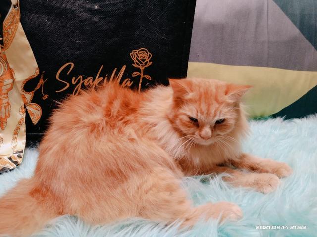 Photo of KLINIK VETERINAR TAQWA (KLANG) - Klang, Selangor, Malaysia