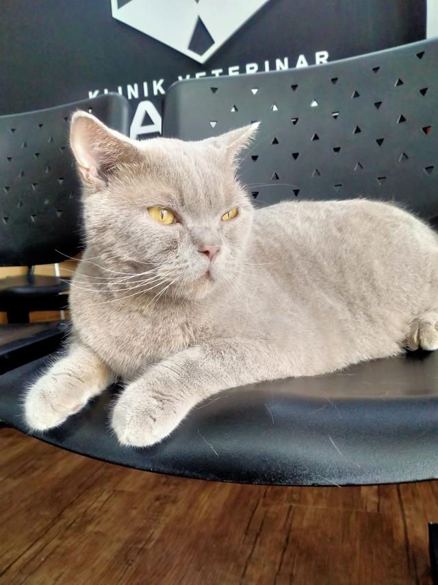 Photo of KLINIK VETERINAR TAQWA (KLANG) - Klang, Selangor, Malaysia