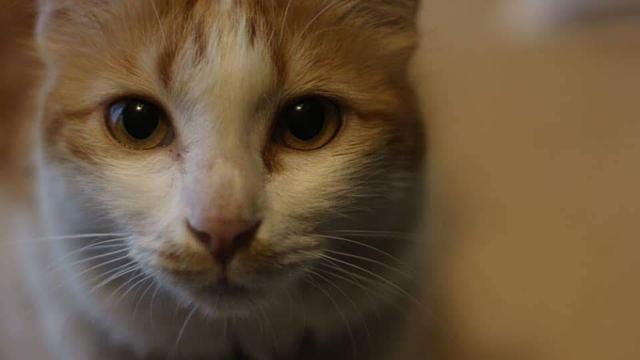 Photo of KLINIK VETERINAR TAQWA (KLANG) - Klang, Selangor, Malaysia