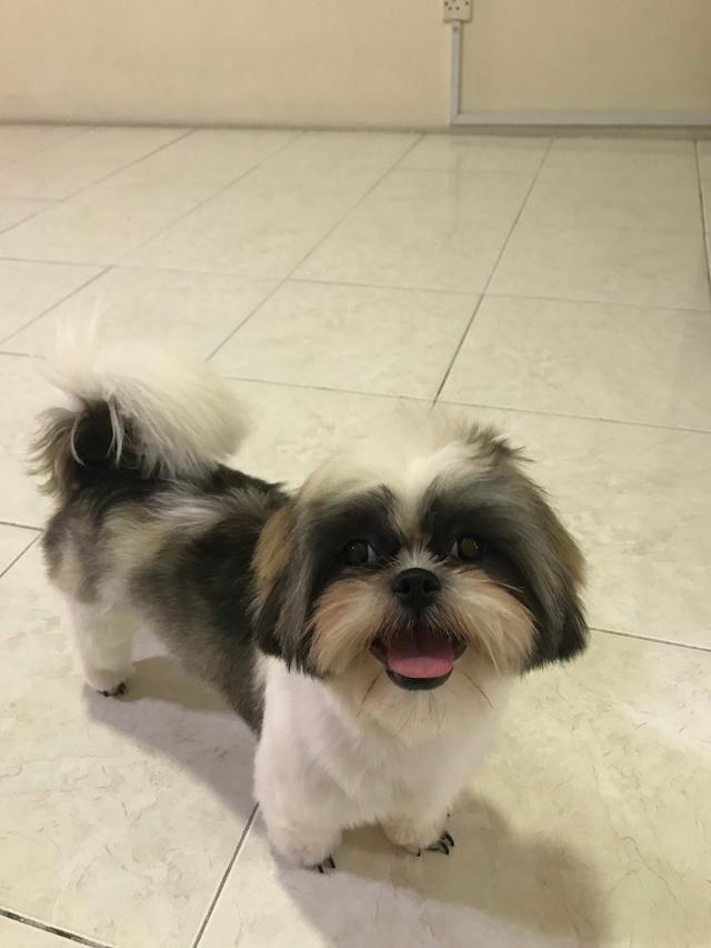 Photo of Le Petto - Puchong, Selangor, Malaysia