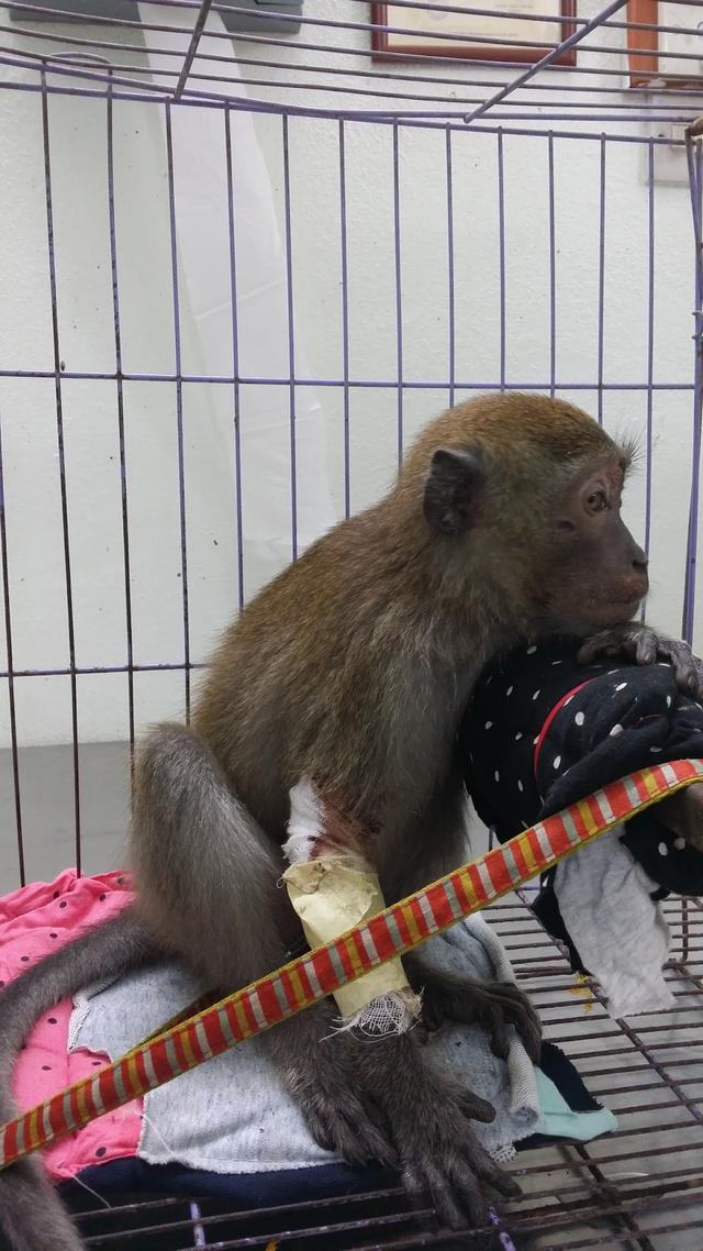 Photo of Lim Animal Clinic - Bukit Mertajam, Penang, Malaysia