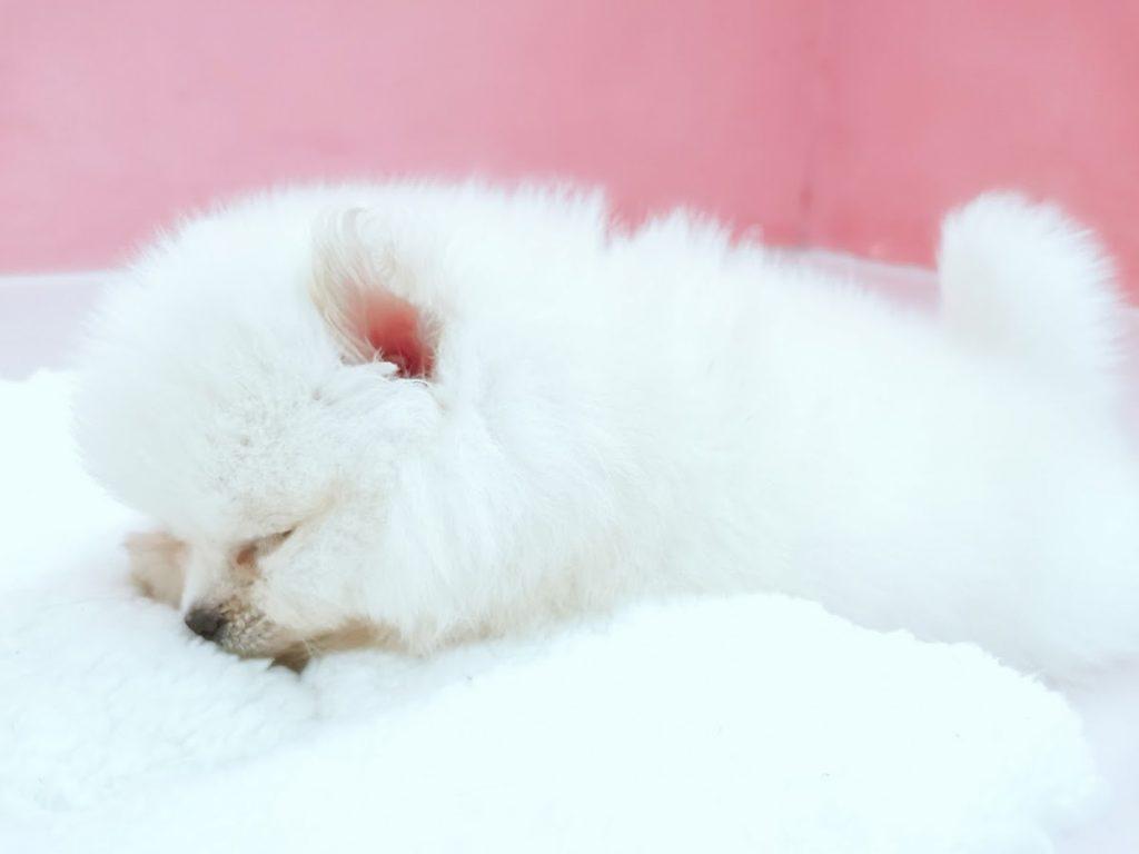 Background Blur Cover