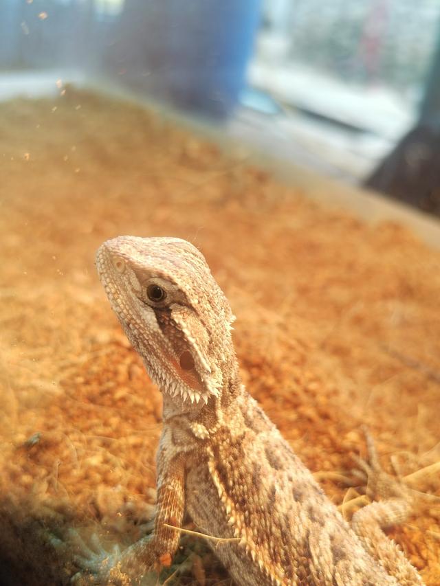 Photo of My Little Safari - Pet Center - Shah Alam, Selangor, Malaysia