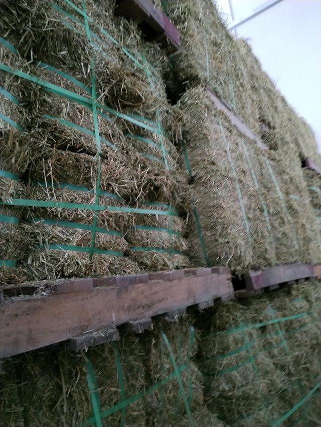 Photo of My Little Safari - Pet Center - Shah Alam, Selangor, Malaysia