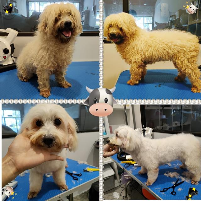 Photo of Nobita paws to Talk - Bukit Mertajam, Penang, Malaysia