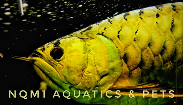 Photo of NQM1 Aquatics & Pets - Butterworth, Penang, Malaysia