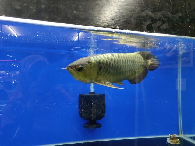 Photo of NQM1 Aquatics & Pets - Butterworth, Penang, Malaysia