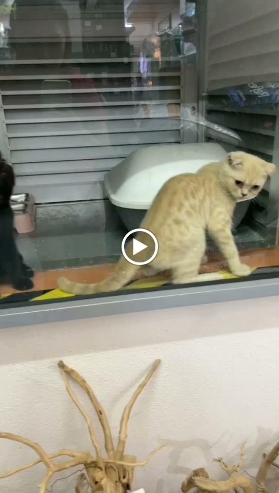 Photo of Ocean Paradise Aquarium & Pet Sdn Bhd - Butterworth, Penang, Malaysia