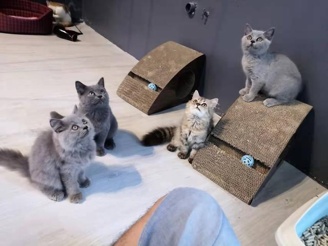 Photo of Ocean Paradise Aquarium & Pet Sdn Bhd - Butterworth, Penang, Malaysia