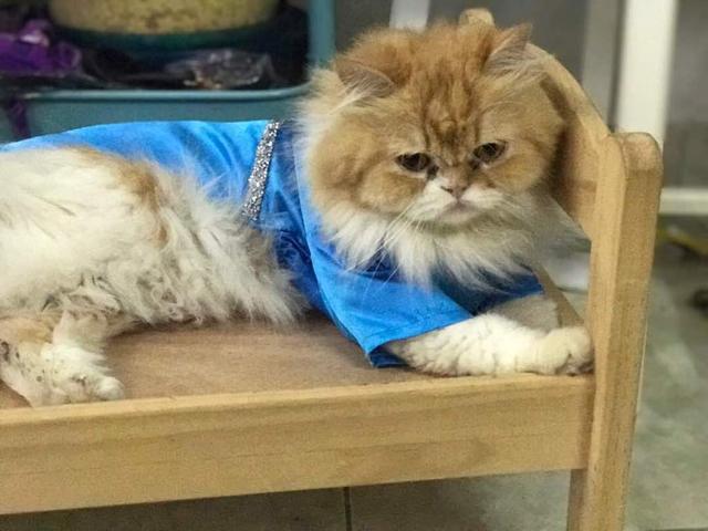 Photo of Panda Pet House - Shah Alam, Selangor, Malaysia