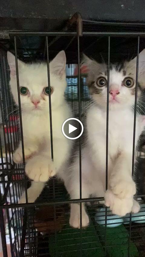 Photo of Panda Pet House - Shah Alam, Selangor, Malaysia