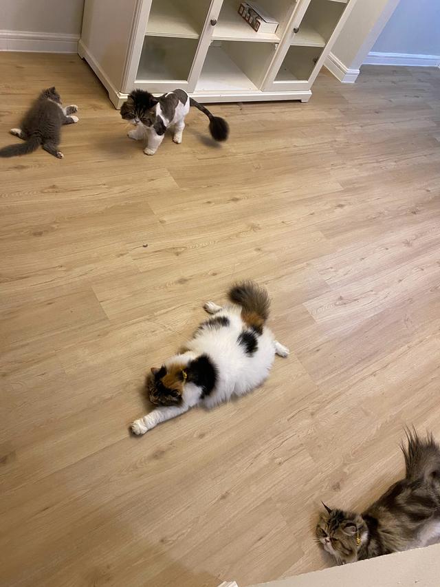 Photo of Panda Pet House - Shah Alam, Selangor, Malaysia