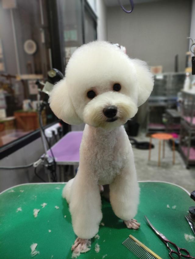 Photo of Pawfurry - Bukit Mertajam, Penang, Malaysia