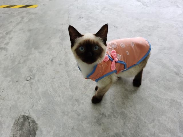 Photo of Pets Colony - Shah Alam, Selangor, Malaysia