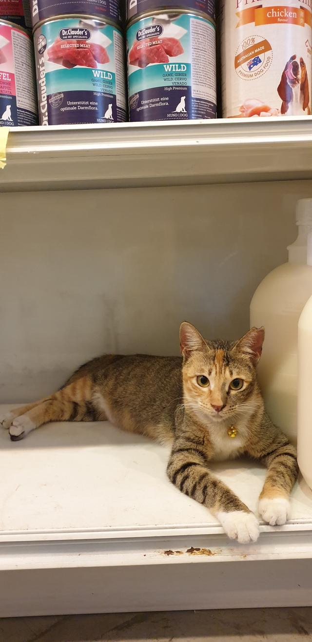 Photo of Pets Me Services - Shah Alam, Selangor, Malaysia