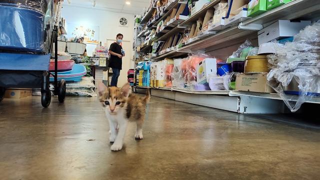 Photo of Pets Me Services - Shah Alam, Selangor, Malaysia