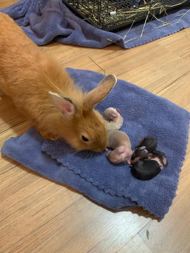 Photo of Pets Wonderland @ Puchong, IOI Mall - Puchong, Selangor, Malaysia