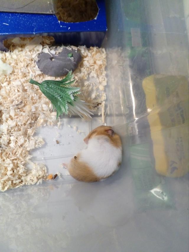 Photo of Pets Wonderland @ SACC Mall - Shah Alam, Selangor, Malaysia