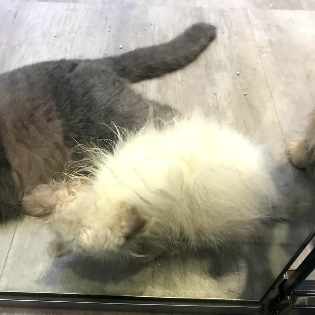 Photo of Pets Wonderland @ SACC Mall - Shah Alam, Selangor, Malaysia